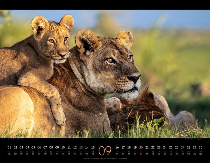 Image du produit Königreich der Katzen Kalender 2026 (54 x 42 cm, Anglais, Français, Allemand)