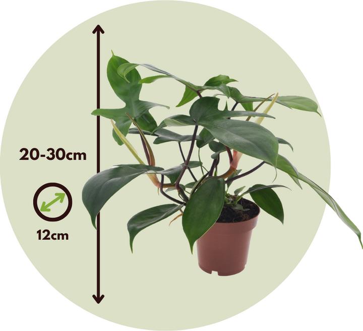 Produktbild Plant in a Box Philodendron Florida Green - Baumfreund (20 cm)