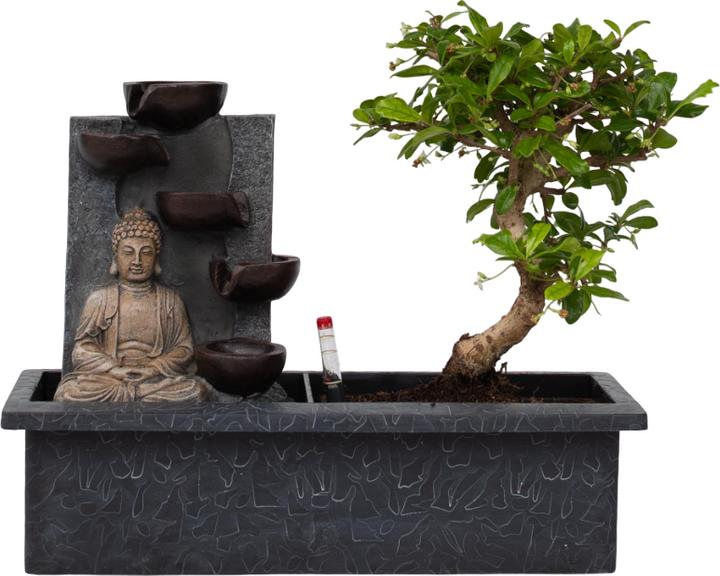 Produktbild Plant in a Box Bonsai Ligustrum, Carmona, Ficus Retusa, Syzygium, Sageretia - Bonsai Wassersystem Buddha (35 cm)