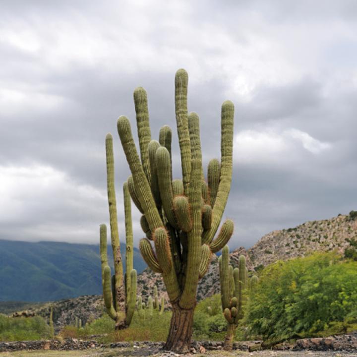 Produktbild Tropica Mexikanischer Riesenkaktus ( Carnegia gigantea ) (Pflanzensamen)