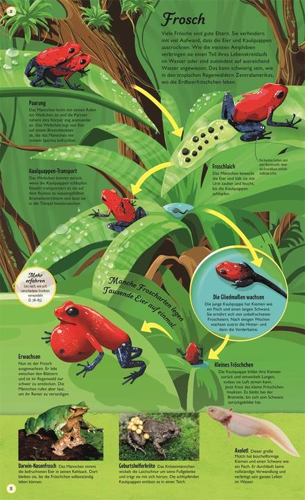 Produktbild Kreisläufe der Natur (Deutsch, Eva Sixt, Sam Falconer, DK Verlag - Kids, 2021)