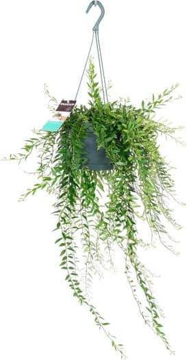 Produktbild Plantlovers Aeschynanthus Japhrolepis (Schamblume) (30 cm)