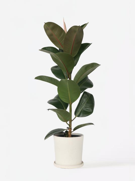 Produktbild Plant in a Box Ficus Elastica Robusta - Gummibaum (100 cm)