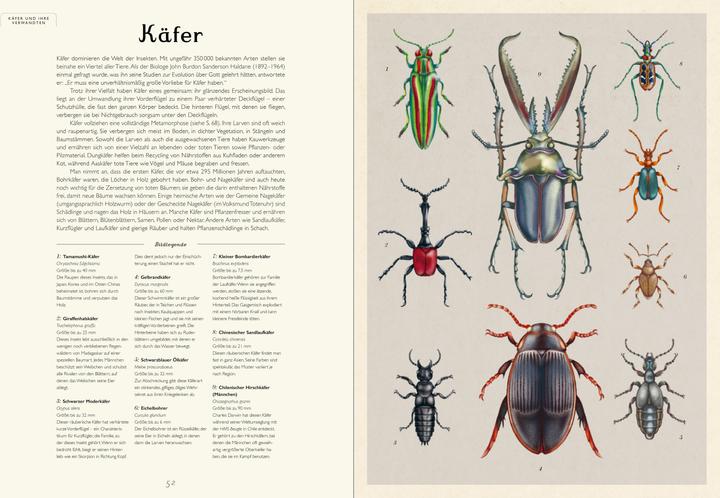 Produktbild Das Museum der Insekten (Deutsch, Emily Carter, Dave Goulson, 2024)