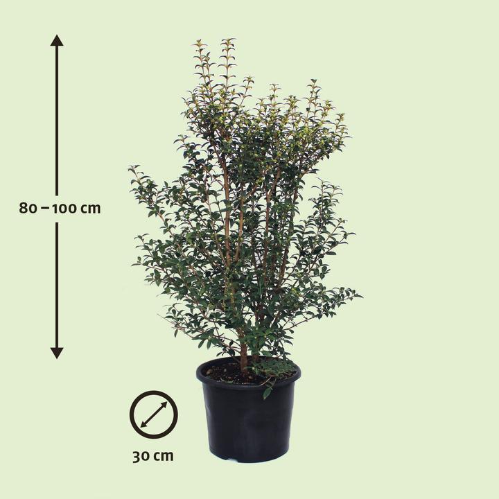 Produktbild Zulauf Duftblüte / Osmanthus x burkwoodii (100 cm)