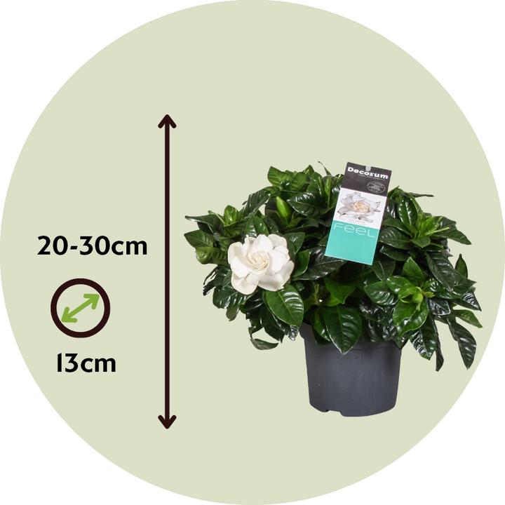 Produktbild Plant in a Box Gardenia Jasminoides - Gartenien (30 cm)