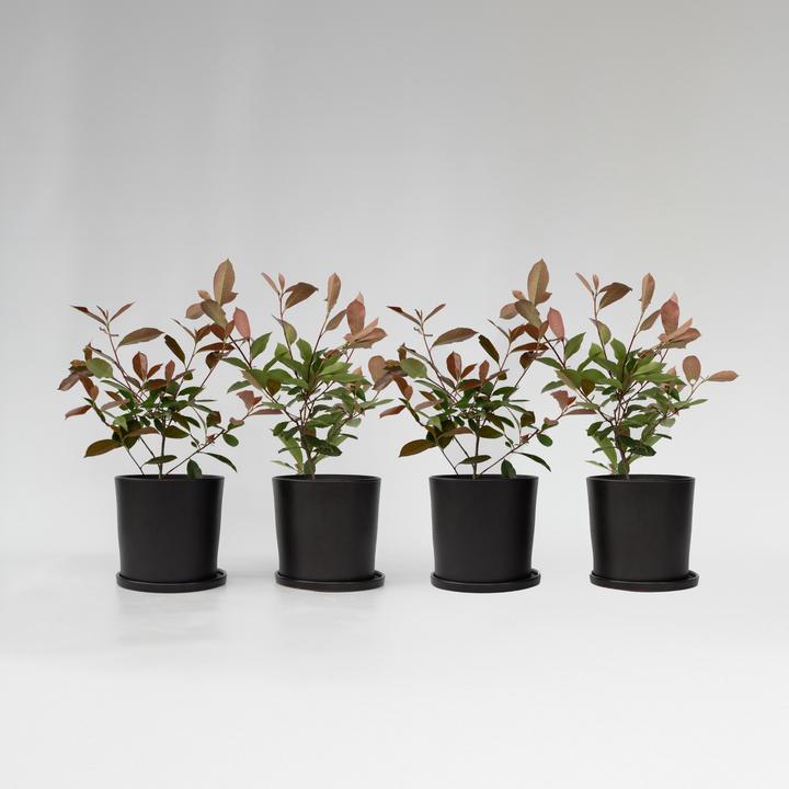 Produktbild Plant in a Box Photinia fraseri Red Robin - 4er Set Glanzmispel Pflanze (30 cm)