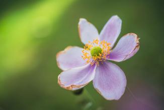Immagine prodotto Venus Optic Lunghezza focale fissa Laowa 85 mm f/5.6 2X APO - Leica M (Leica M, Full-frame)