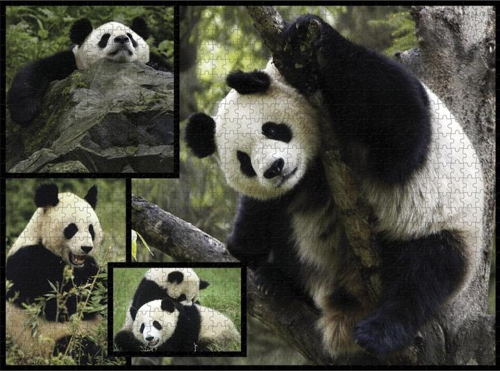 Produktbild WWF 1000-Puzzle Panda (1000 Teile)