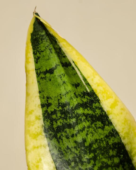Actual product image feey Mother-in-law's tongue (35 cm, Freshly repotted)