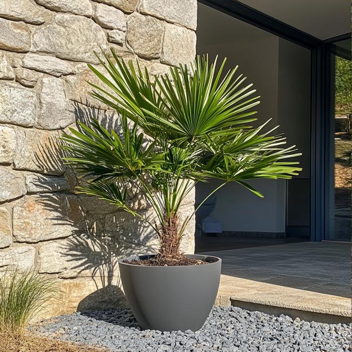 Produktbild Plant in a Box Chamaerops Humilis - Zwergpalme (80 cm)