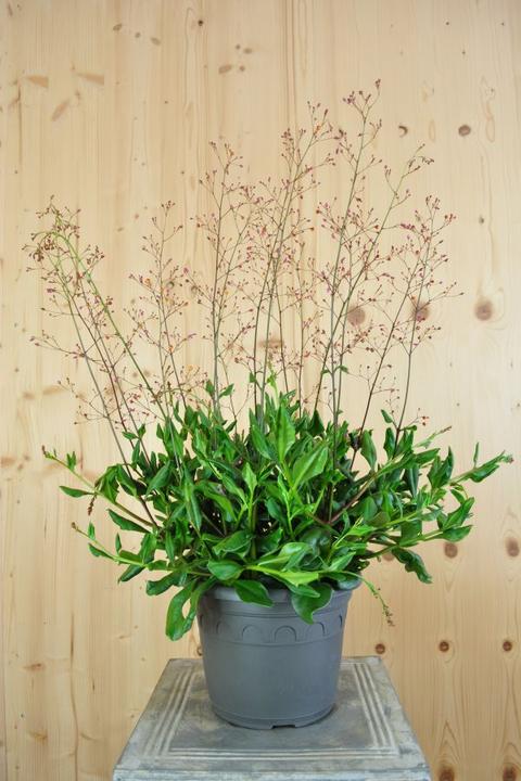 Produktbild Säntispracht Erdginseng, die Blüten- und Fruchtschmuckpflanze -Talinum paniculatum 'Verde' (50 cm)