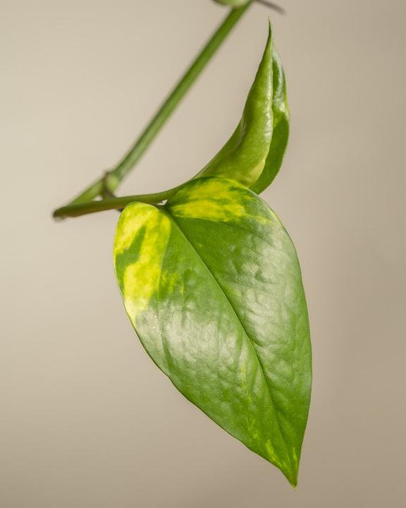 Actual product image feey Grosse Efeutute (70 cm, Freshly repotted)