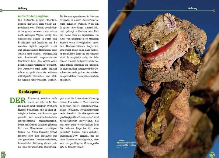 Actual product image Südlicher und Nördlicher Flechtengecko (German, Erwin Schröder, Andreas Laube, Christian Langner, 2018)