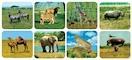 Actual product image Scratch Wild animals