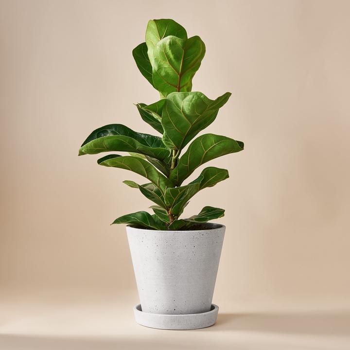 Produktbild Mary and Plants Ficus Lyrata mit HAY Topf in Hellgrau (50 cm)
