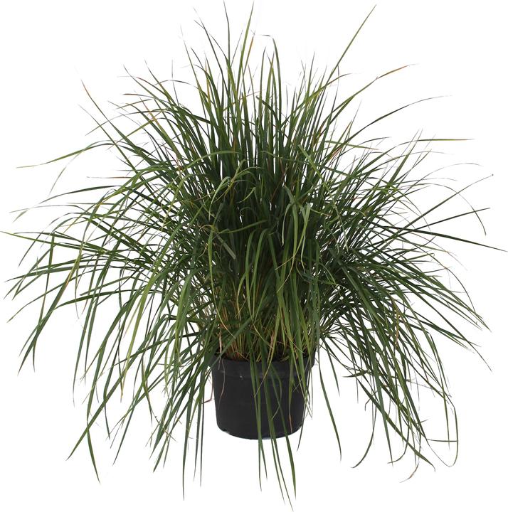 Produktbild Zulauf Calamagrostis ac.(x) 'Karl Foerster' / Reitgras 'Karl Foerster' (30 cm)