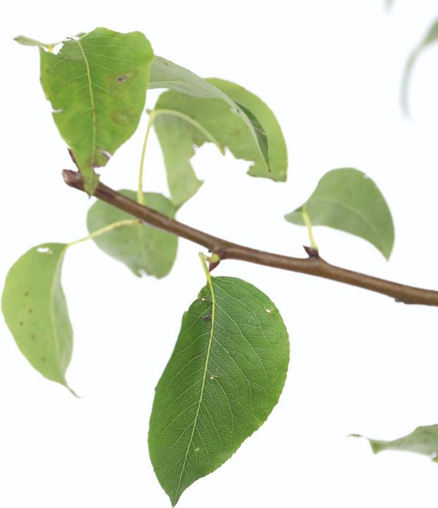 Produktbild Plant in a Box Pyrus communis 'Conference' - Birnenbaum (90 cm)