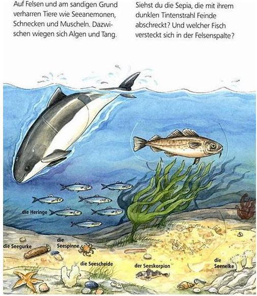 Produktbild Ravensburger Am Meer (Deutsch, Andrea Erne, Marion Kreimeyer-Visse, 2009)