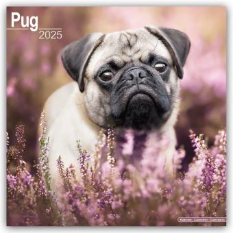 Produktbild Avonside Publishing Ltd:Pugs - Möpse 20 (305 x 305 mm, Deutsch)