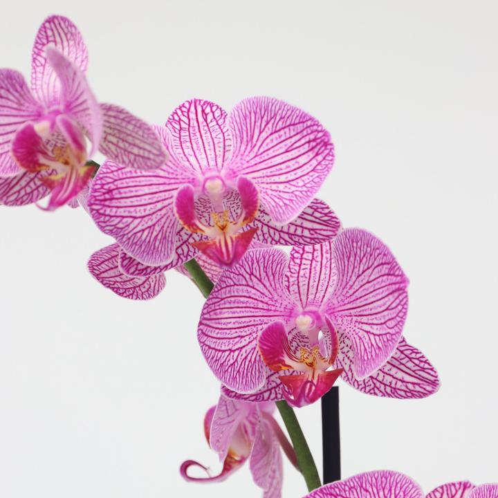 Actual product image Plant in a Box Phalaenopsis - Butterfly Orchid (50 cm)