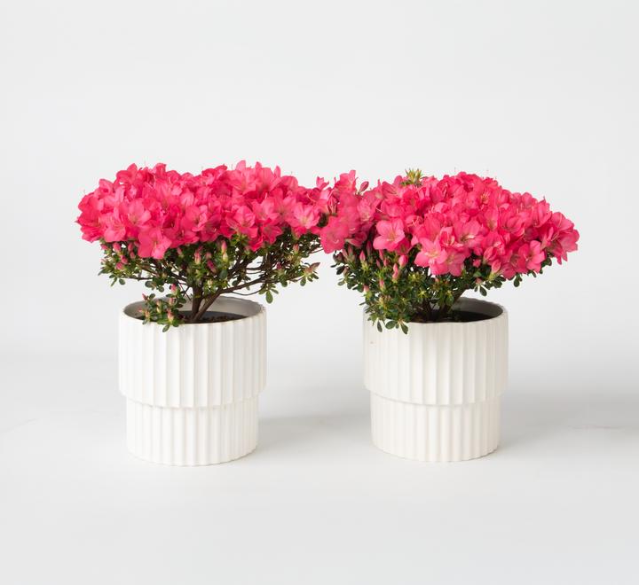 Produktbild Plant in a Box Rhododendron azalea 'Anouk' - 2er Set Azalee (25 cm)