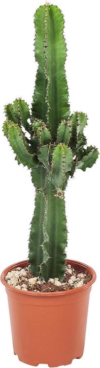 Actual product image Plant in a Box Euphorbia ingens - Candelabra Euphorbia Cactus (50 cm)