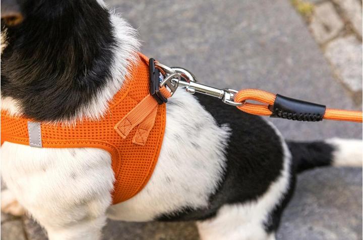 Actual product image Curli Dog leash Stretch Comfort ø 10 mm / 1.8 m, Moss (L, Dog, General)