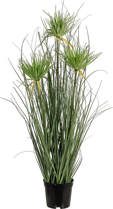 Actual product image Botanic-Haus Artificial Plant Papyrus 3x, Green (70 cm)