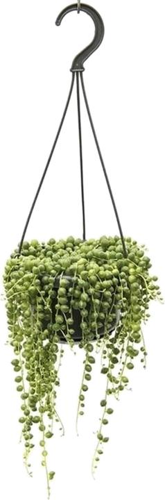 Produktbild Plant in a Box Senecio Rowleyanus - Perlenkette (20 cm)