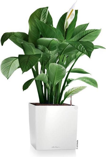 Produktbild Lechuza Cube 50 (49 cm)