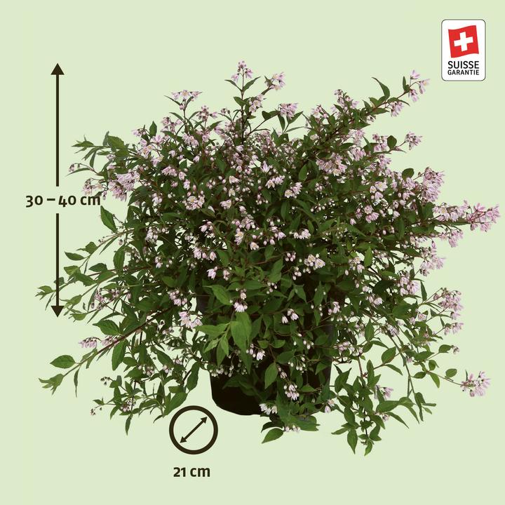 Produktbild Zulauf Deutzie / Deutzia 'Yuki Cherry Blossom'® (30 cm)