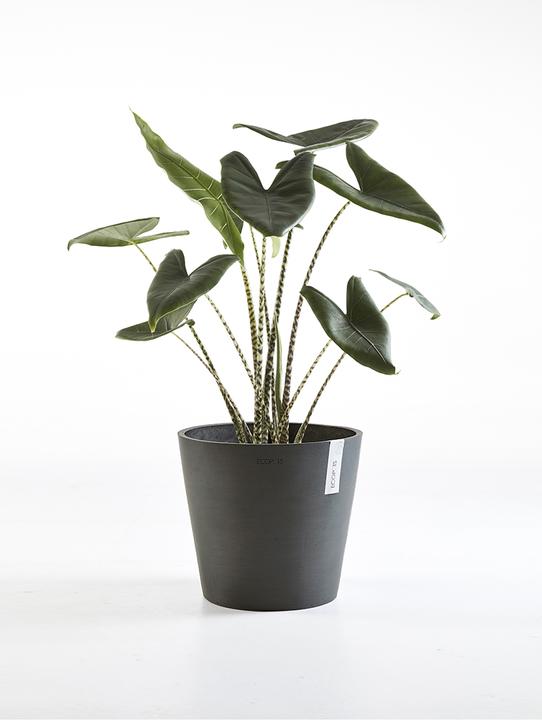 Produktbild Ecopots Amsterdam (40 cm)