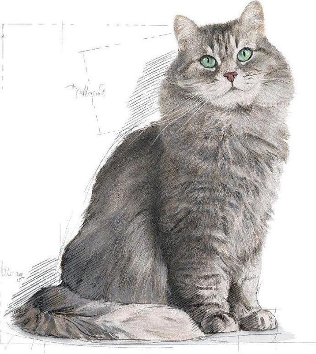 Produktbild Royal Canin Sensible 33 (Adult, 1 Stk., 4000 g)