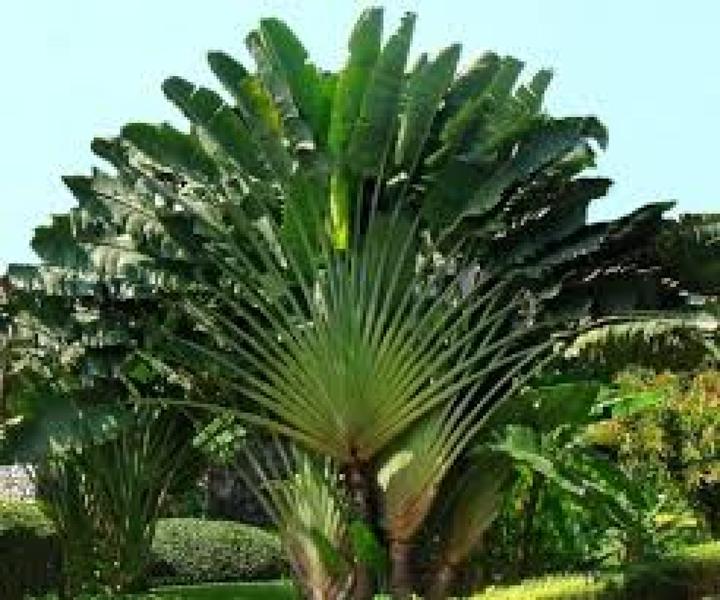 Produktbild Tropica Baum des Reisenden (Samenbomben)