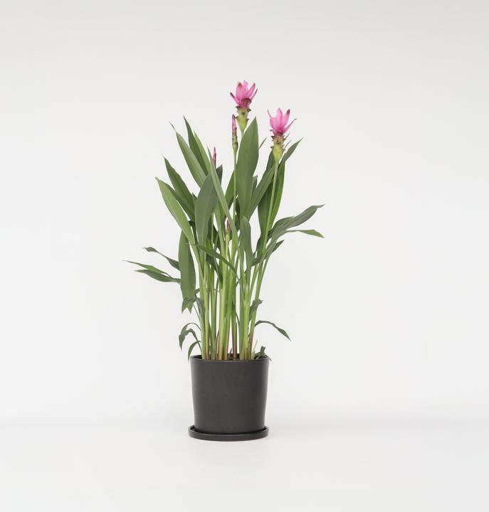 Produktbild Plant in a Box Curcuma alismatifolia Siam Supreme - Kurkuma (80 cm)