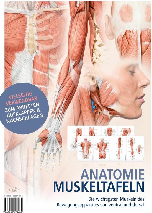 Anatomie-Muskeltafeln