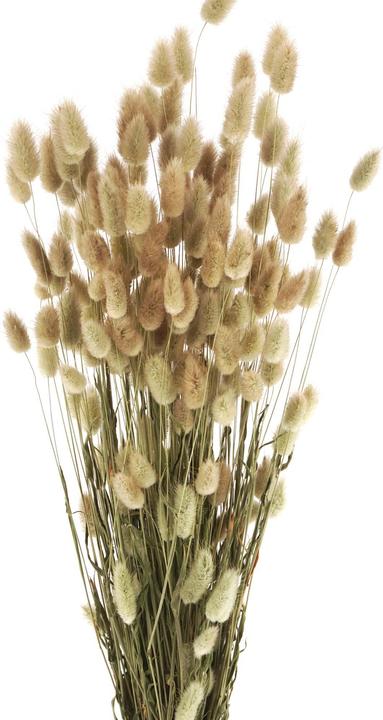 Image du produit Geschenkkörbe CH Herbe à queue de lièvre, Lagurus fleurs séchées, naturel (Fleurs séchées)