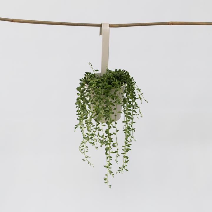 Produktbild Plant in a Box Senecio Rowleyanus - Perlenkette (20 cm)