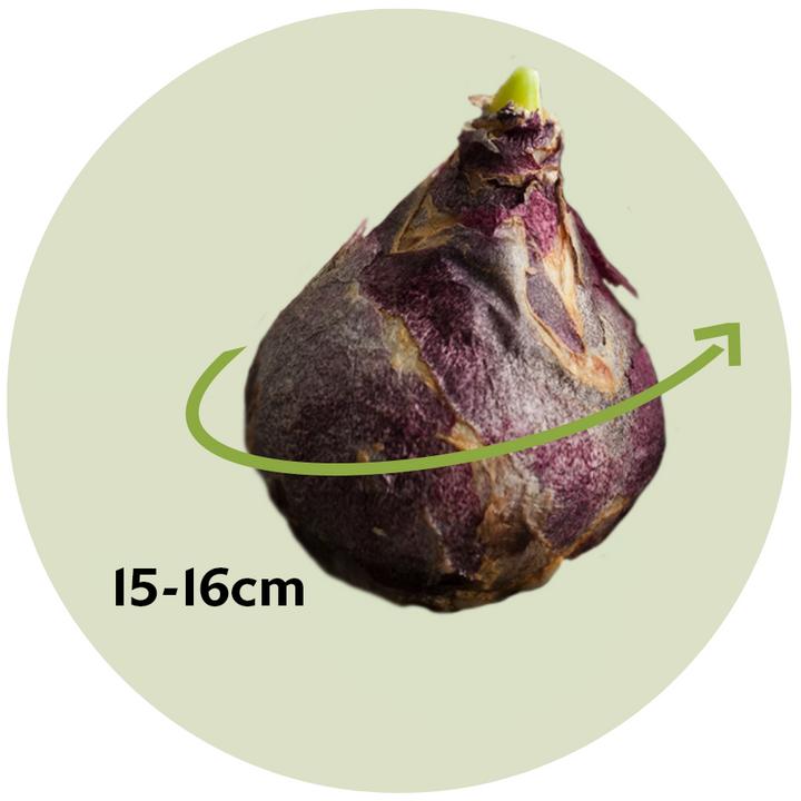Produktbild Plant in a Box Hyacinthus Gipsy Queen - 15er-Set Hyazinthenzwiebeln (30 cm)