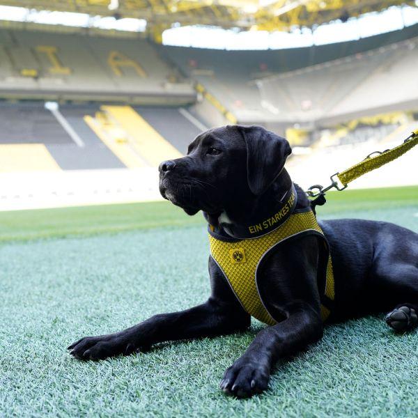 Produktbild Hunter Dog Harness Hilo BVB XS - (68588) (XS, Hund, Hundesport)