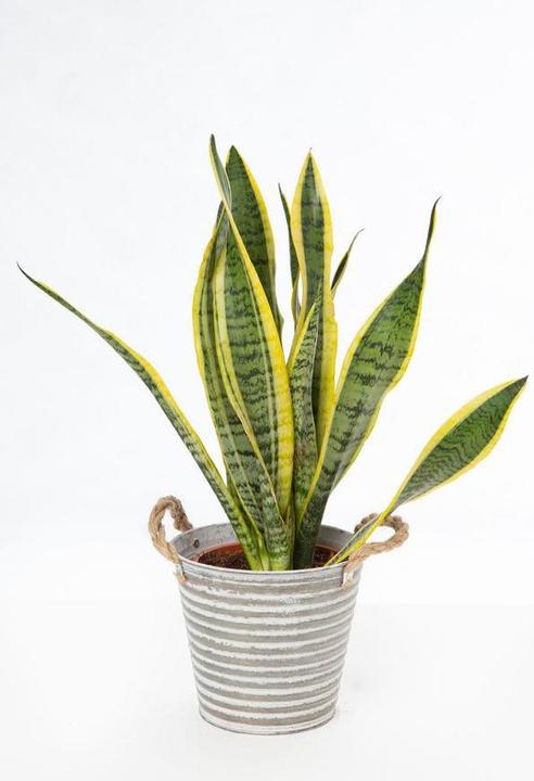 Produktbild VEG and the City Lonar (Bogenhanf - Sansevieria trifasciata) (50 cm)