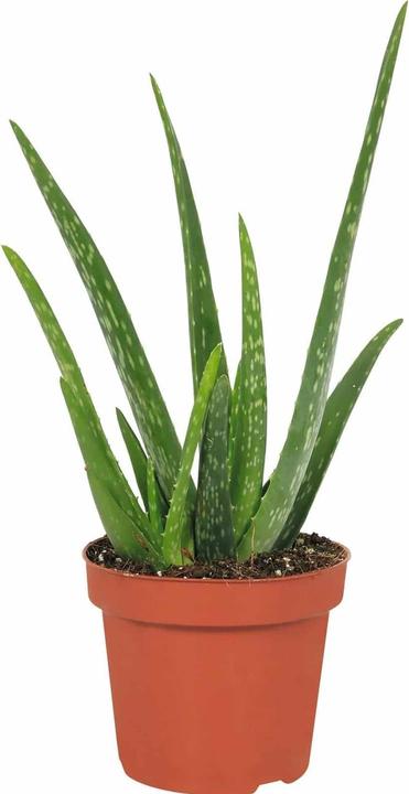 Plantlovers Aloe Vera (Echte Aloe) (35 cm, Freshly repotted)