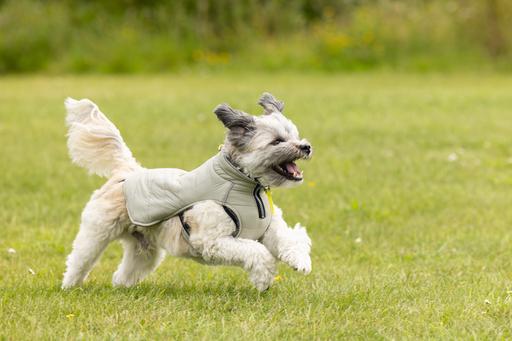 Immagine prodotto Beeztees Bz Cappotto Per Cani Bobby Taupe 52 (52, Cappotto per cani)