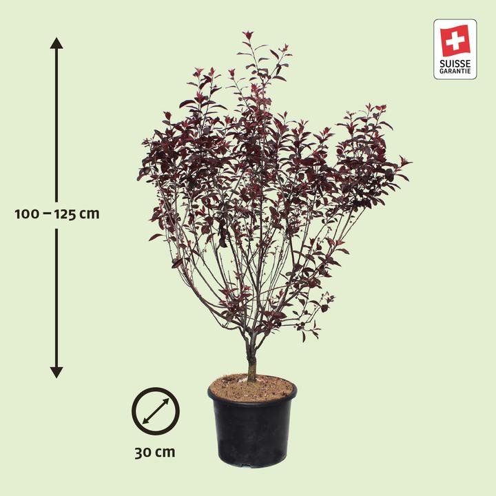 Produktbild Zulauf Zwerg-Blut-Pflaume / Prunus cistena (125 cm)