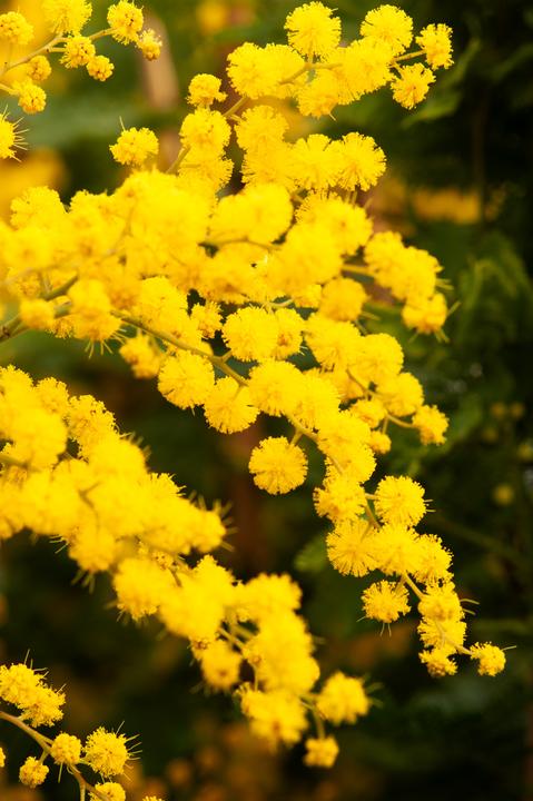Produktbild Plant in a Box Acacia dealbata Mimosa - Mimosen 3er Set (40 cm)