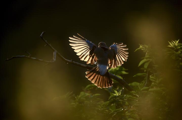 Immagine prodotto Nikon Z 9 (45.70 Mpx, Full frame / FX)