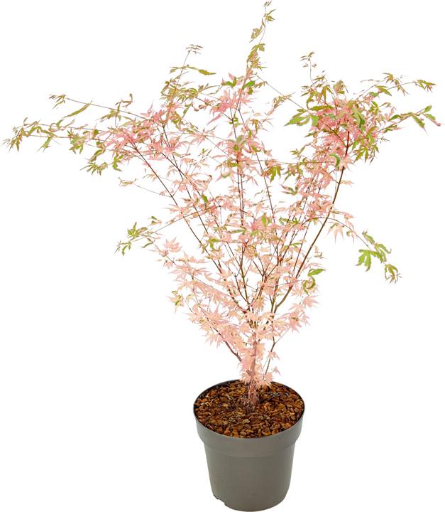Image du produit Plant in a Box Acer Palmatum 'Taylor' - Érable à feuilles d'obier (50 cm)