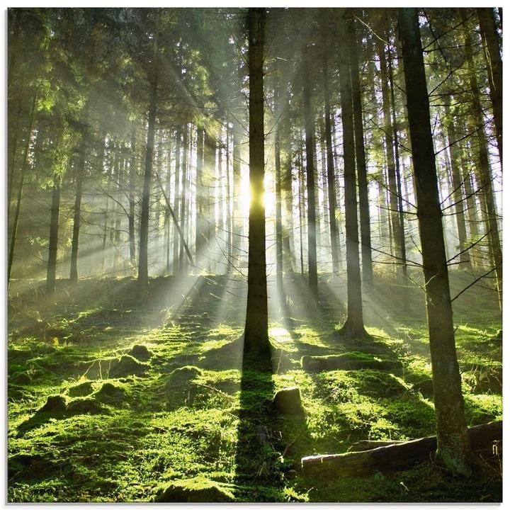 Produktbild Artland Wald im Gegenlicht T5SV (50x50 cm)
