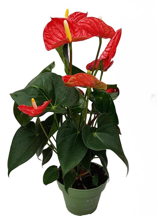Immagine prodotto Plant in a Box Anthurium 'Madural Red' - (40 cm)